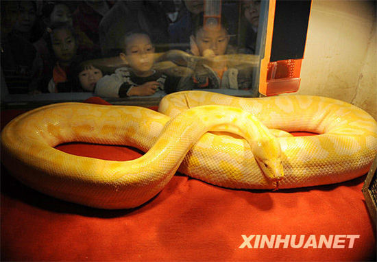 广西动物园推出蟒蛇中的贵族黄金蟒组图