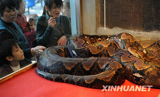 1月2日,在广西南宁市南宁动物园,市民为一条长7米,重达100多公斤的