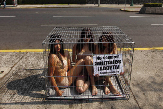 图:墨西哥<em>美女裸身</em>钻铁笼抗议买卖宠物__滚动