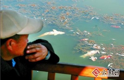 昆明18万尾锦鲤一夜暴亡 满塘死鱼吓坏市民_昆