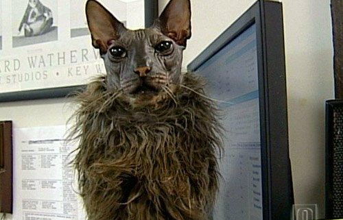 小猫爬到人的身上 839454_022606.jpg