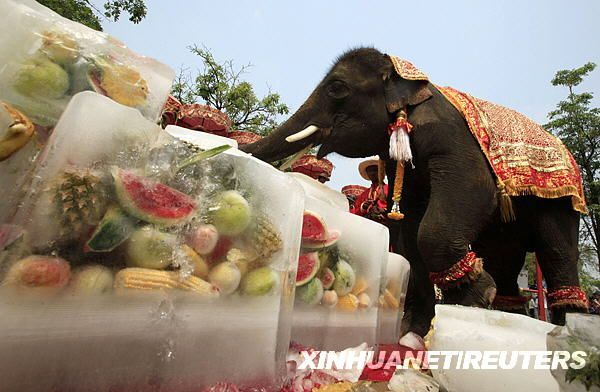 泰国大象过节(组图)