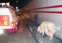 母猪跳出运猪车 高速隧道遭堵塞