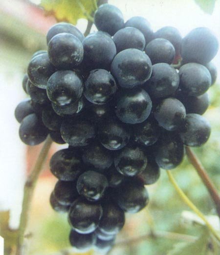 物质硬度排行_金刚石不再是硬度之王,这种物质是金刚石40倍,成飞船重要原料