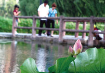 花期已至荷香溢 添一抹夏日气息