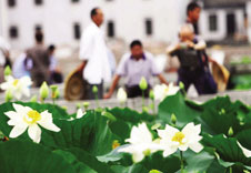 ʱ�ºɻ�����ʢ����