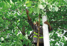 养护大队紧急行动给树木“理发”加固