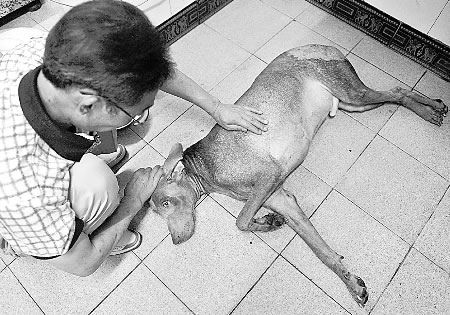 出租车司机撞狗 拖行 60米 遭人肉 搜索(图)_出租