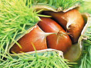 ���｡����Ƣѡ����