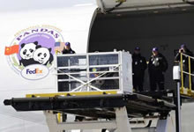 组图：旅美大熊猫泰山启程回国
