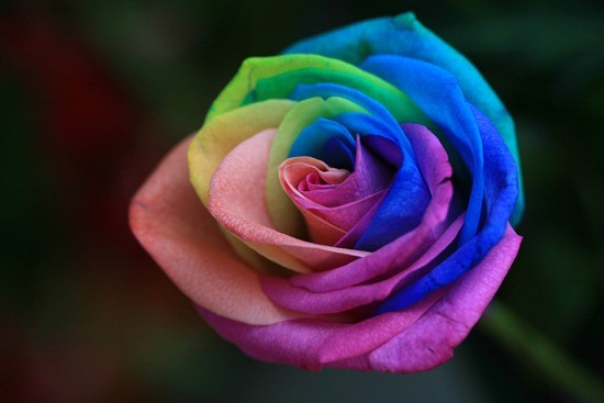 超绚的彩虹玫瑰