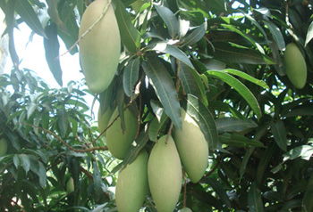 【团】小象牙芒果