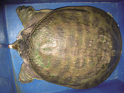 疑似“大甲鱼”是有害物种 市民不应放生、食用_大甲鱼 有害_社会_温州网