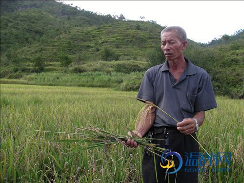 【视频】泰顺200亩水稻颗粒无收 质疑假种子坑