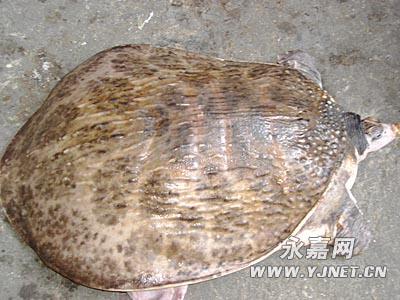 永嘉:楠溪江渔民捕获珍珠鳖