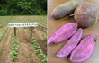 农场直销有机小紫薯
