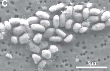 美宇航局宣布发现新品种地球微生物