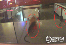 网友热传“欧麦”面包与老鼠共舞视频