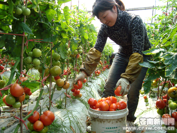 苍南头茬西红柿开摘产量减少价格提高