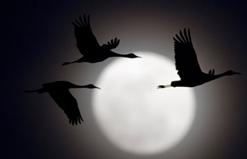 “超级月亮”造访地球 称与日地震无关