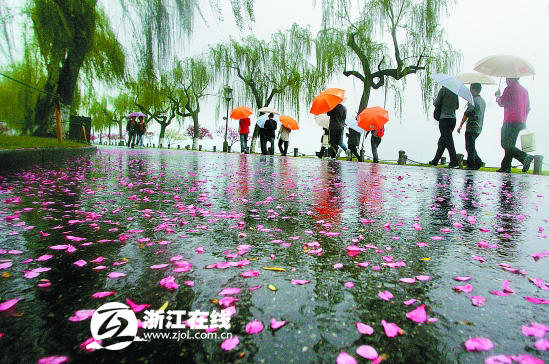 浪漫桃花雨