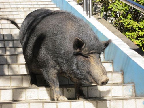 讨喜山猪巡校9年 学童昵称“副校长”(图)_副校长 桃园县 中央社 大摇大摆 校园内_滚动新闻_温州网