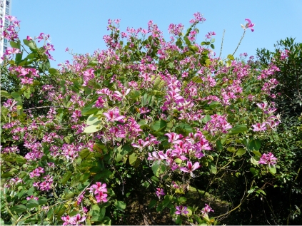 洋紫荆树一般高约七米