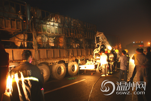 在甬台温高速苍南服务站前发生一起交通事故,一辆小货车与一运牛车