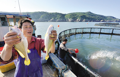 瑞安:北麂黄鱼深海养殖年产4万公斤不怕没销路