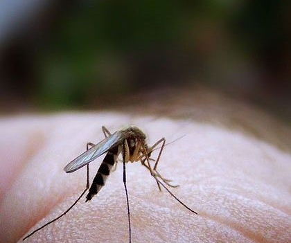 揭秘:蚊子咬人的秘密- 健康频道[温州网]