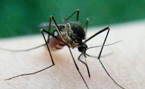 揭秘:蚊子咬人的秘密 - 健康频道[温州网]
