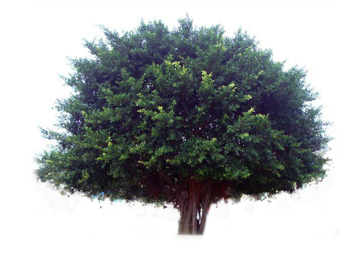 即孟加拉榕树(ficus benghalensis)或印度榕树(f indica.