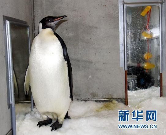 这只昵称"快乐的大脚"的帝企鹅它是40多年来第一只自行从南极来到