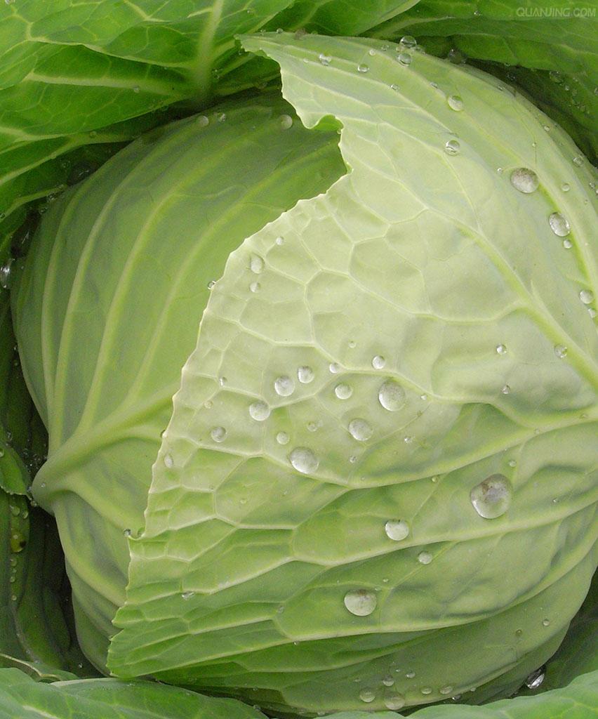 介绍几道美味球菜做法