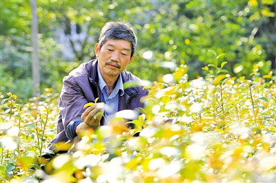 潘苍林每天都会去查看杨桐苗的长势 刘伟 摄