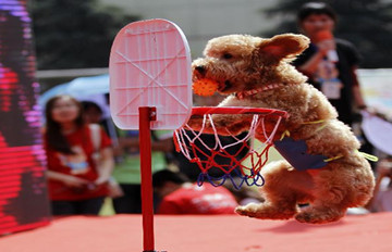 宠物犬运动会