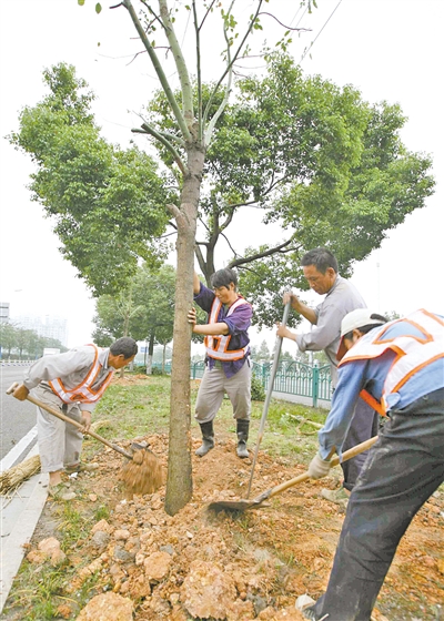 今冬明春温州市区24条、130公里道路将增植补绿