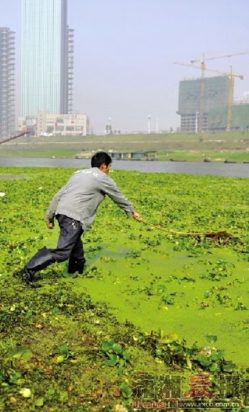 正文 浏阳河上,早在今年6月份就在浏阳市流域发现水葫芦和浮萍,这些