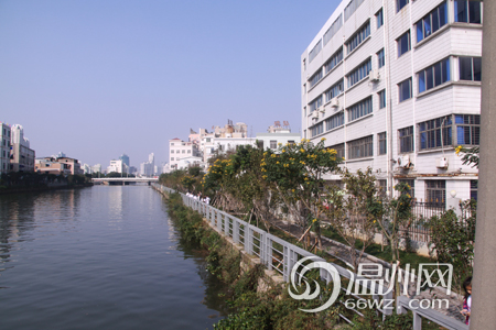 “揭疤栽花”草根记者徒步塘河沿岸