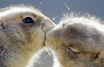 神秘解码器能发动电瓶车?记者和民警现场实验