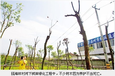 绿化验收有请市民考官：成绩好不好老百姓说了算