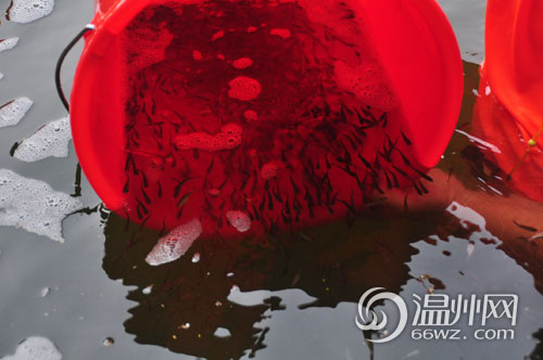 九山湖水现绿色浮渣 市民投放鱼苗以改善水质