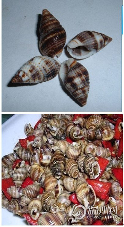 温州8人吃织纹螺中毒记者教你如何识别毒螺