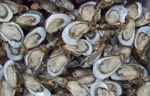 织纹螺中毒续：赤潮时牡蛎、淡菜应谨慎食用