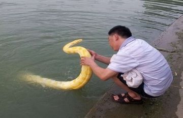男子带黄金蟒游泳