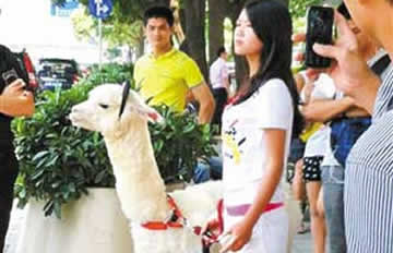 美女街头遛草泥马