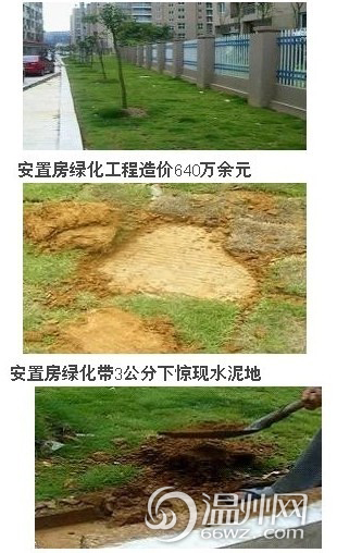 龙湾安置房水泥地上搞绿化 陈德荣要求彻查