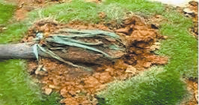 龙湾一安置小区水泥地上种树 回应称为通过验收