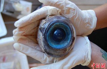 ������ɫ���۾�