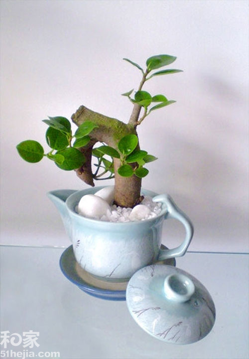 14个创意小盆栽 室内植物巧作装饰